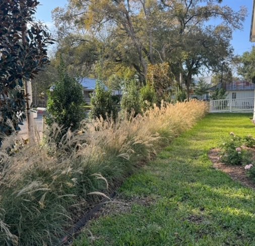 Green lawn and ornamental grasses at a Fayetteville garden landscape