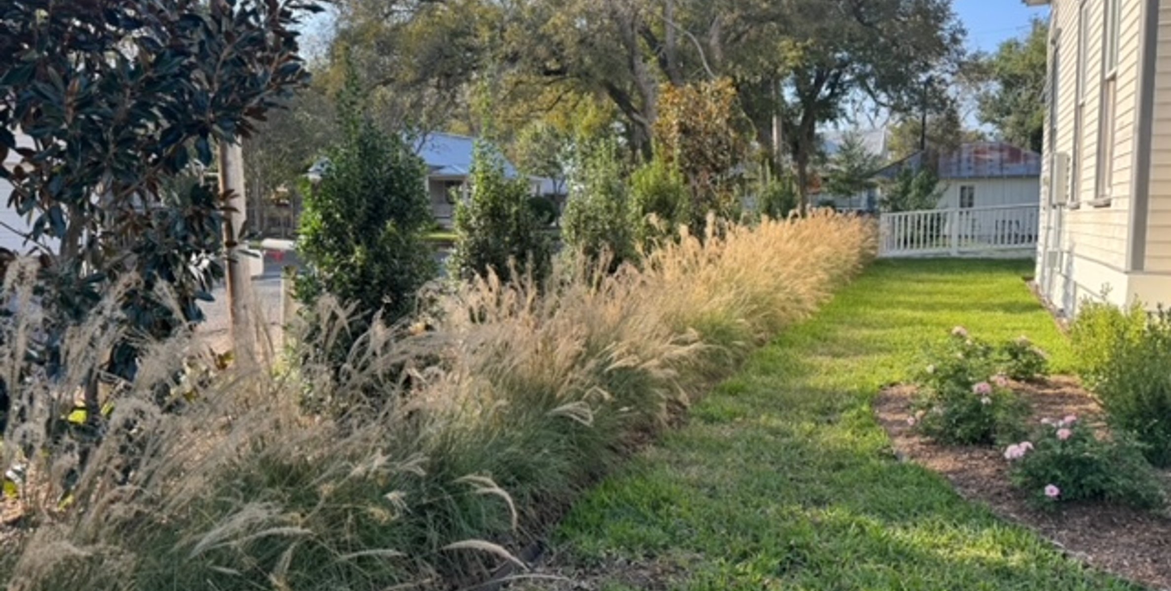 Structured row of ornamental grasses softening the lawn edge