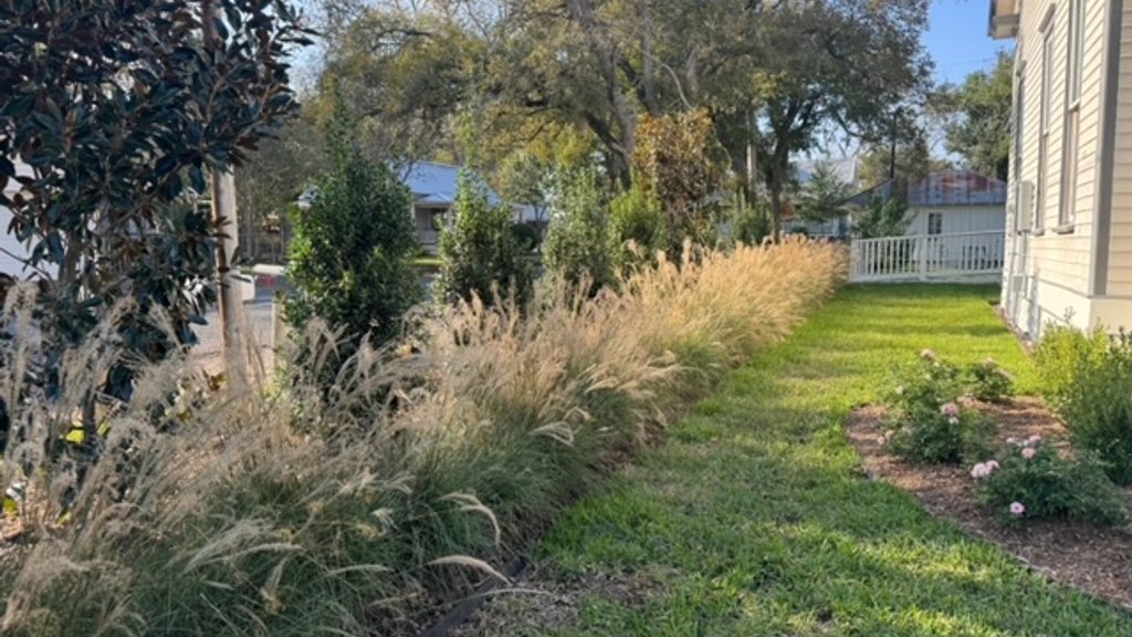 Lush lawn framed by ornamental grasses at a Central Texas property after a system check