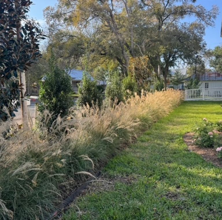 Healthy, well-irrigated lawn and ornamental grasses in an Austin landscape