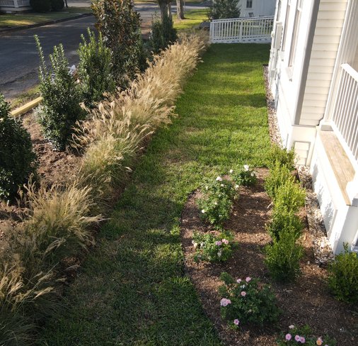 Refreshed beds with ornamental grasses framing a turf lawn