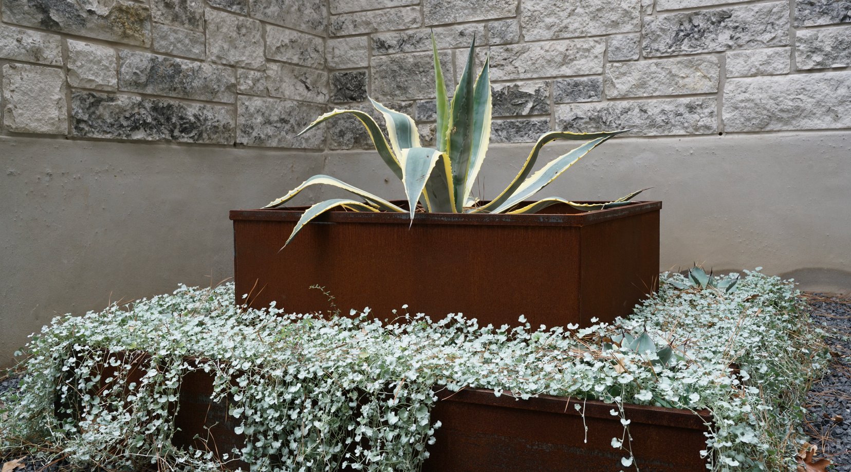 Corten steel raised planters with agave and ornamental grasses