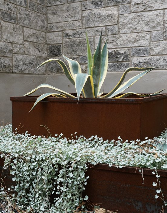 Corten-steel planters and native plantings in a Bastrop Lost Pines landscape