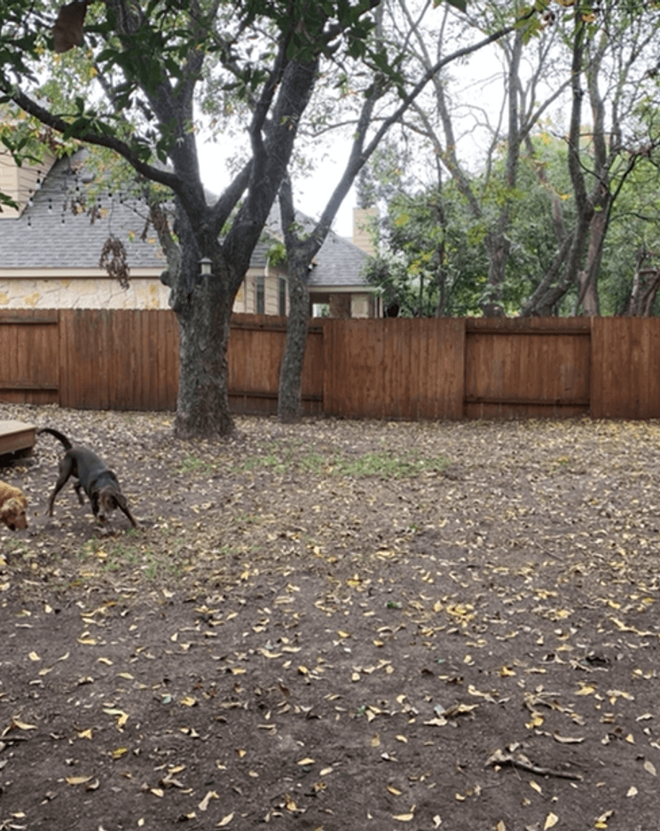 Tired, overgrown River Place backyard before a landscape renovation
