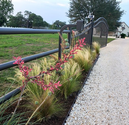 Native plant bed with red yucca and ornamental grasses by an iron gate