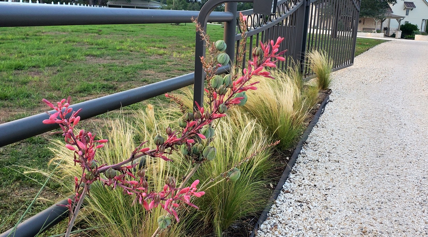 Iron gate framed by red yucca and ornamental grasses
