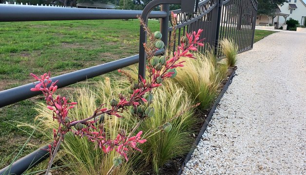 Range of fencing work shown by an iron driveway gate and plantings at a Smithville ranch