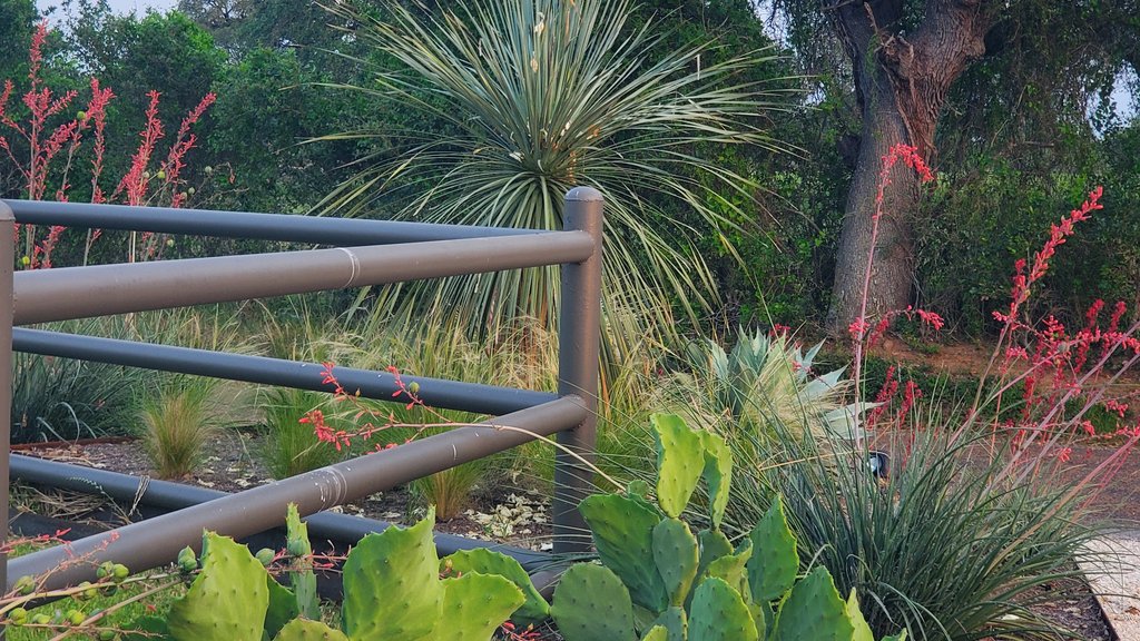 Iron fence material shown along yucca landscaping at a Smithville ranch