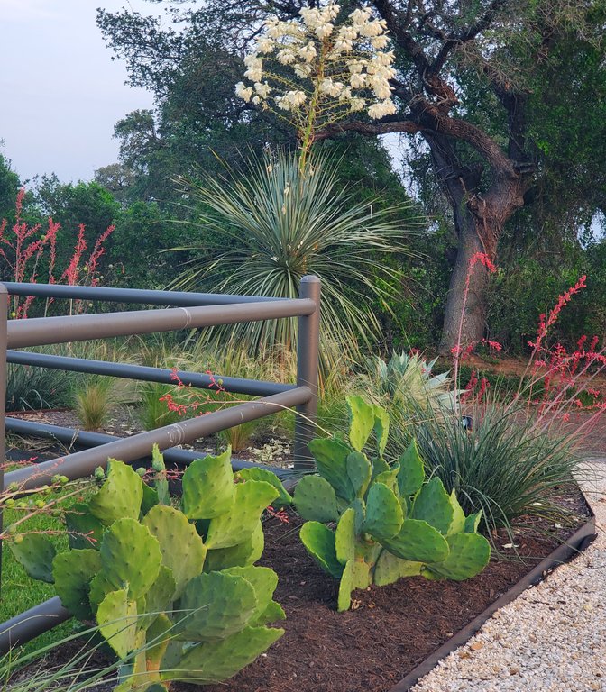 Native Texas plant bed with yucca along an iron fence at Smithville-Ranch
