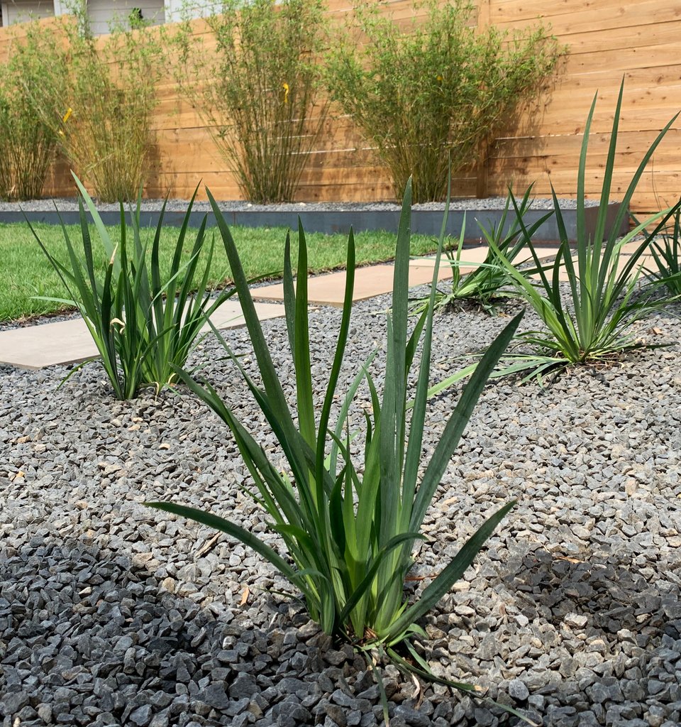 Westlake Hills property with a horizontal cedar slat fence and yucca xeriscape