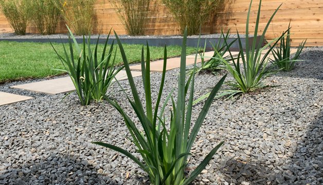 Horizontal cedar slat fence behind a yucca xeriscape in Westlake Hills