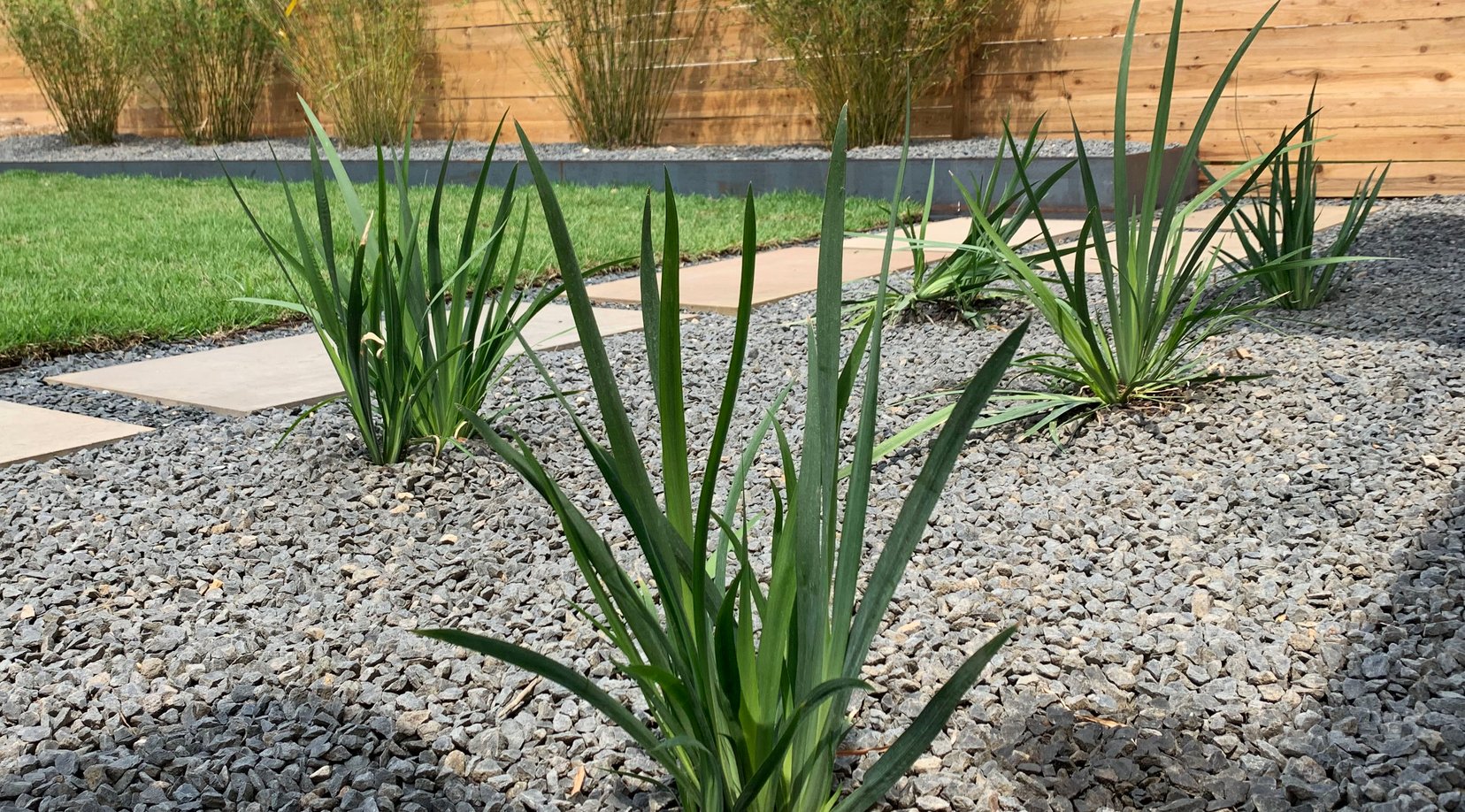 Drought-tolerant yucca and gravel xeriscape against the cedar slat fence