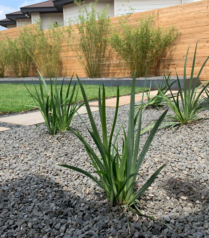 Strip of new sod set among gravel, stepping stones, and yucca on a Westlake Hills terrace