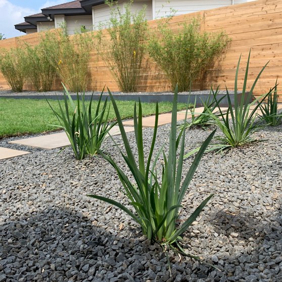 Mature drought-tolerant Westlake Hills landscape with yucca, gravel, and stepping stones