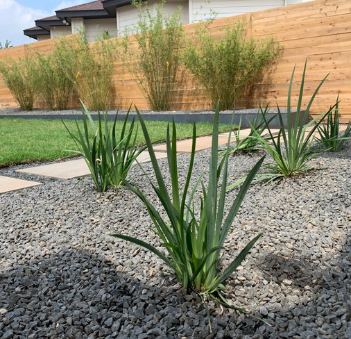 Westlake Hills xeriscape with yucca, gravel, sod, and stepping stones watered efficiently by zone