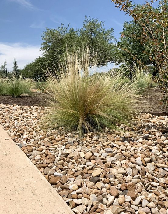 Dripping Springs hill country home entry with native plants and walkway lighting