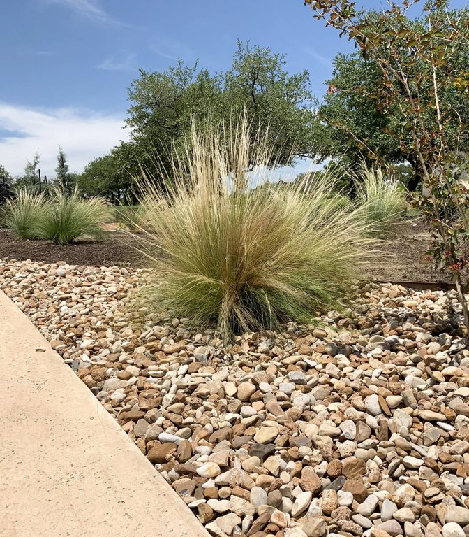 Native Texas ornamental grasses and river rock in a Dripping Springs xeriscape