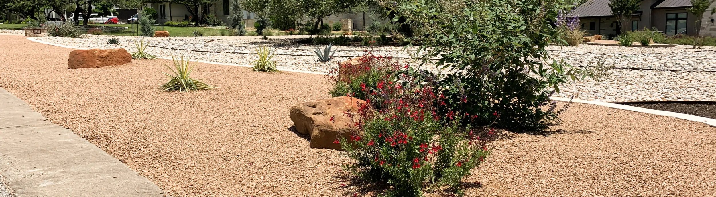 Red salvia, agave, and yucca in a crushed gravel bed with sandstone boulders in an open Dripping Springs front yard