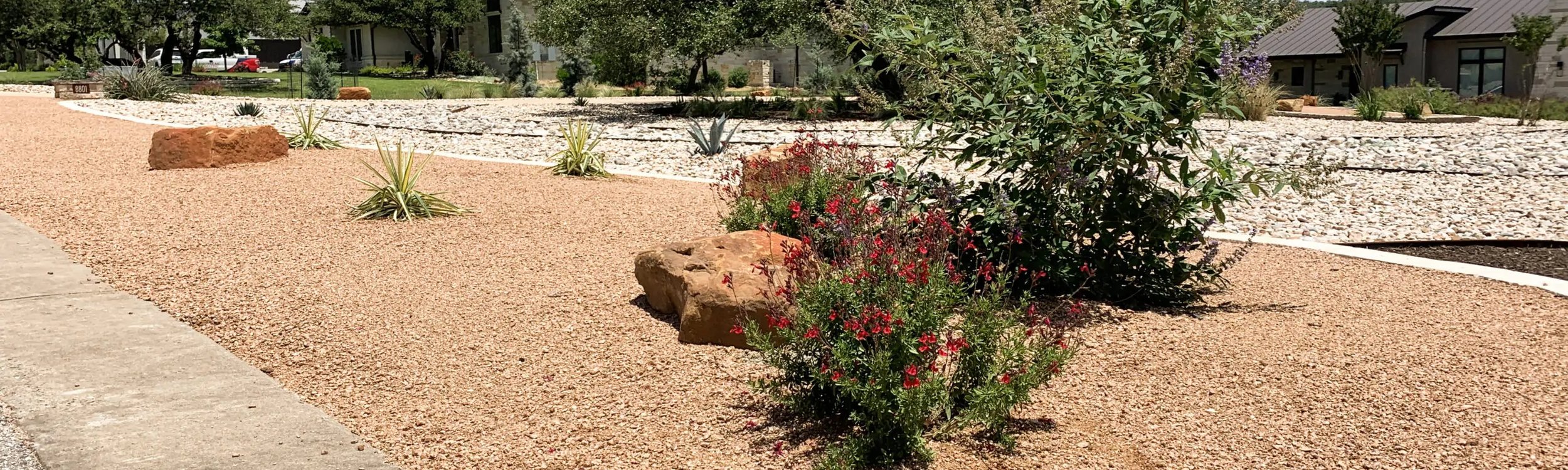 Dripping Springs native plant landscape with crushed granite, river rock, and Hill Country natives around a live oak