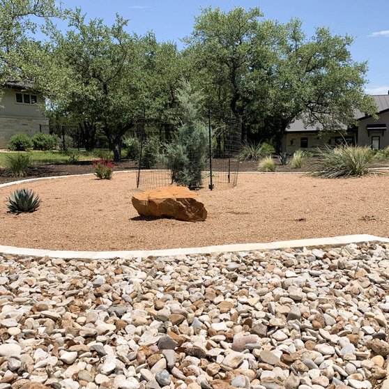 Native tree planted to anchor a stabilized Hill Country slope in Dripping Springs