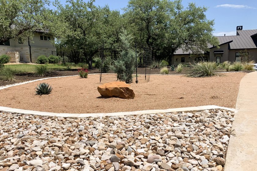 Newly planted tree inside a wire deer cage in a crushed granite bed beneath mature live oaks at a Dripping Springs Hill Country home